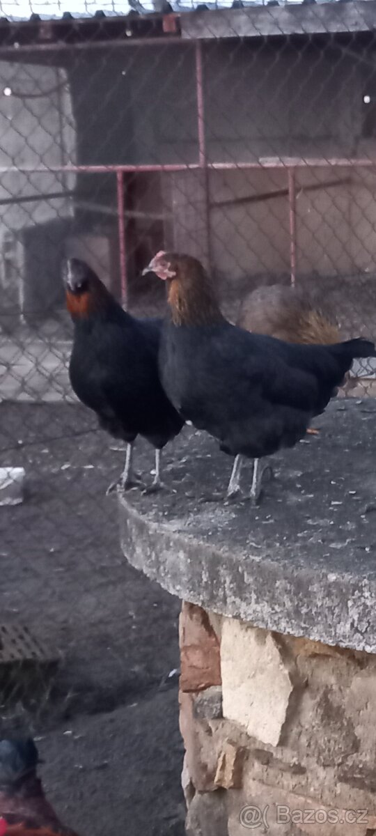 Násadová vejce - 2