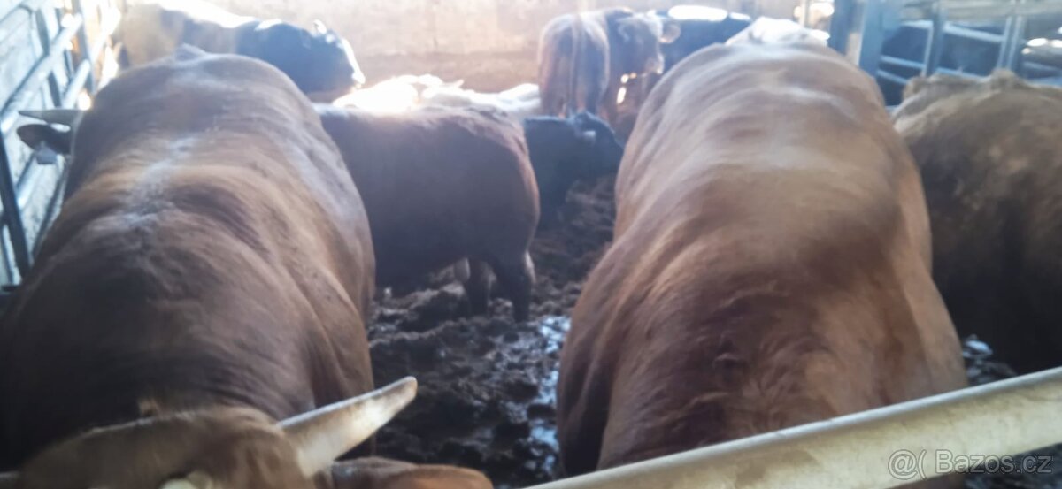 Jateční býci - 2
