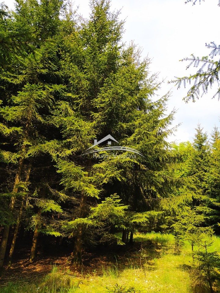 Prodej lesního pozemku 8 890 m², Žirovnice – pohled 2