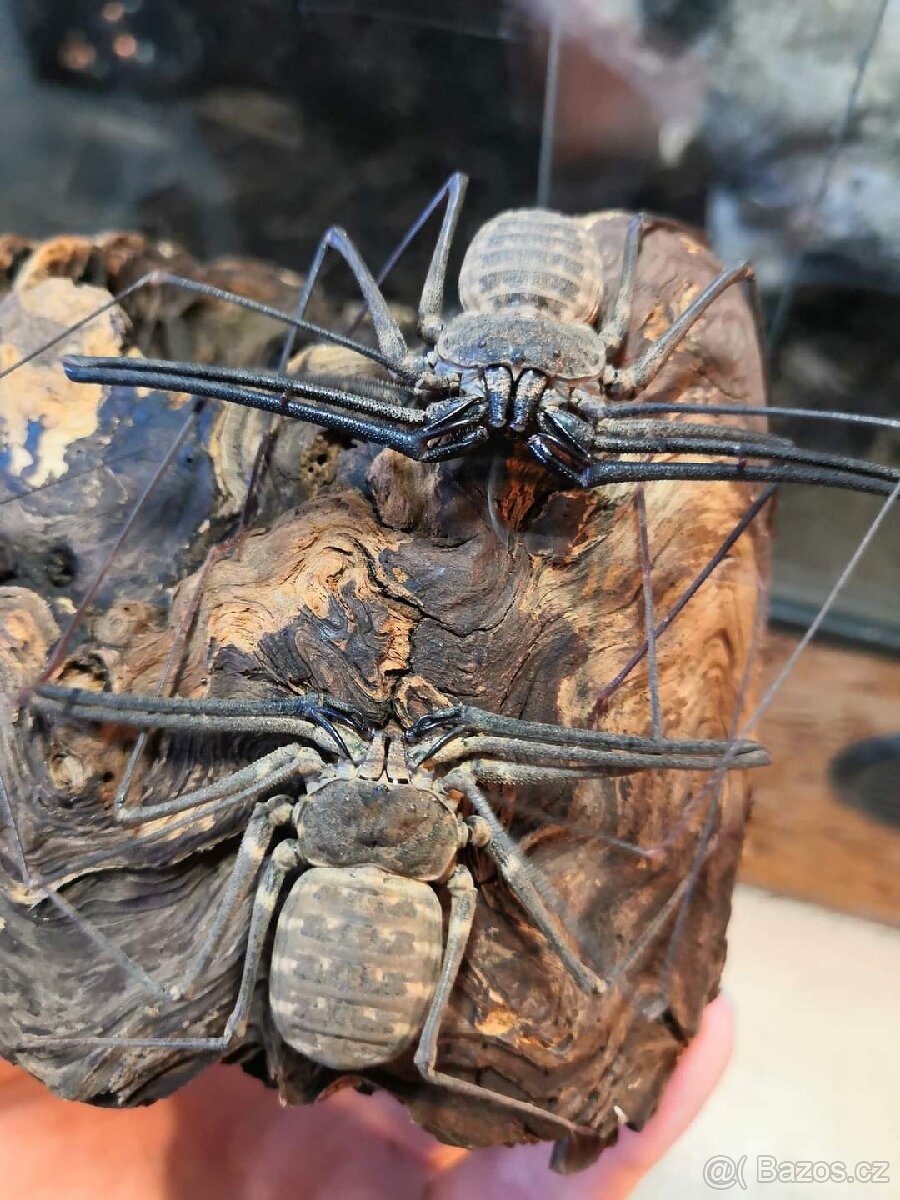 Euphrynichus bacillifer BIčovec Tyčkovity - 2