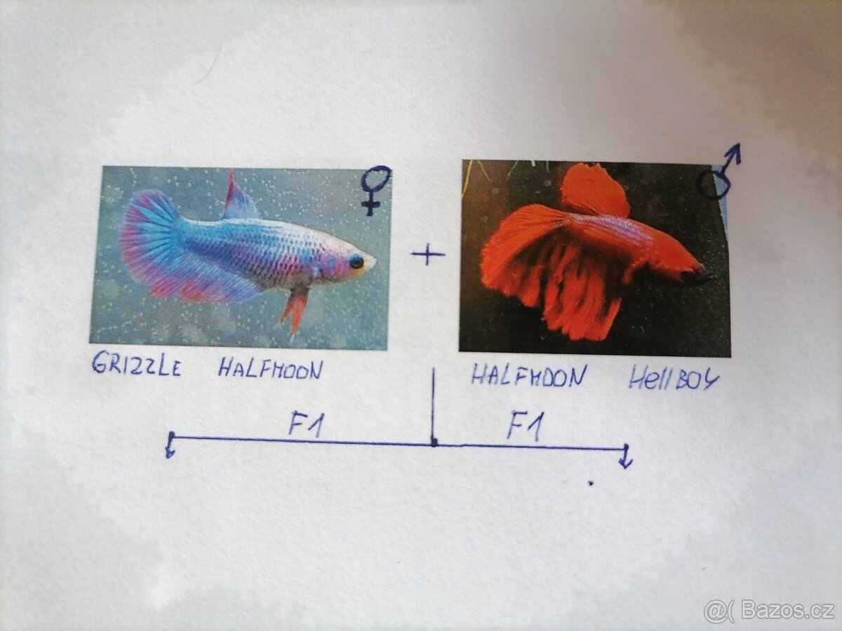 Betta Splendens - Betta bojovnice (Samice 10) - 2
