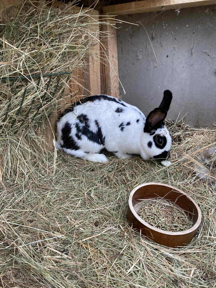 Králík - chovná samice - 2