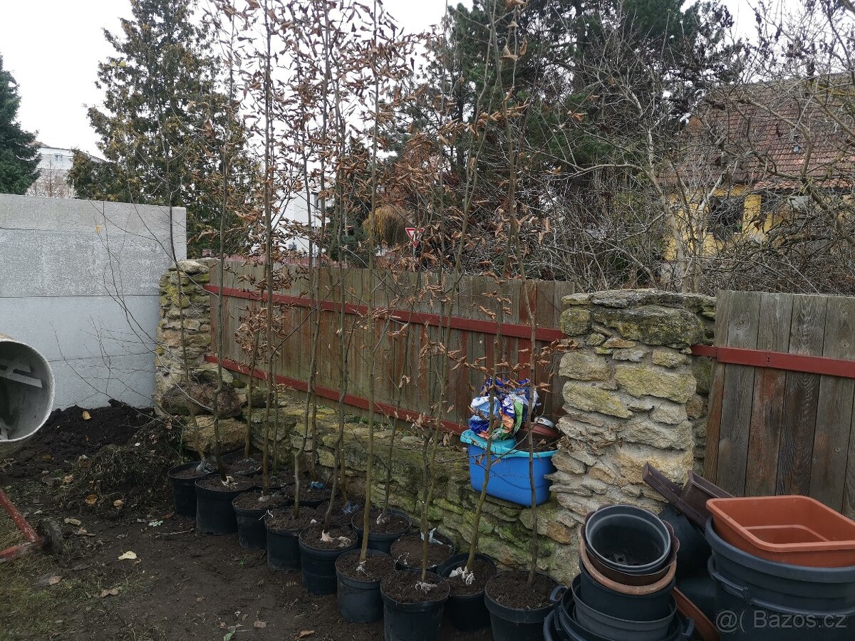 Habry, Carpinus Betulus 3 m - 2