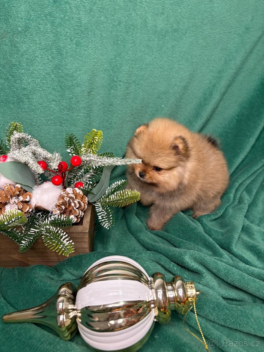 Štěňata pomeraniana s PP FCI - 2