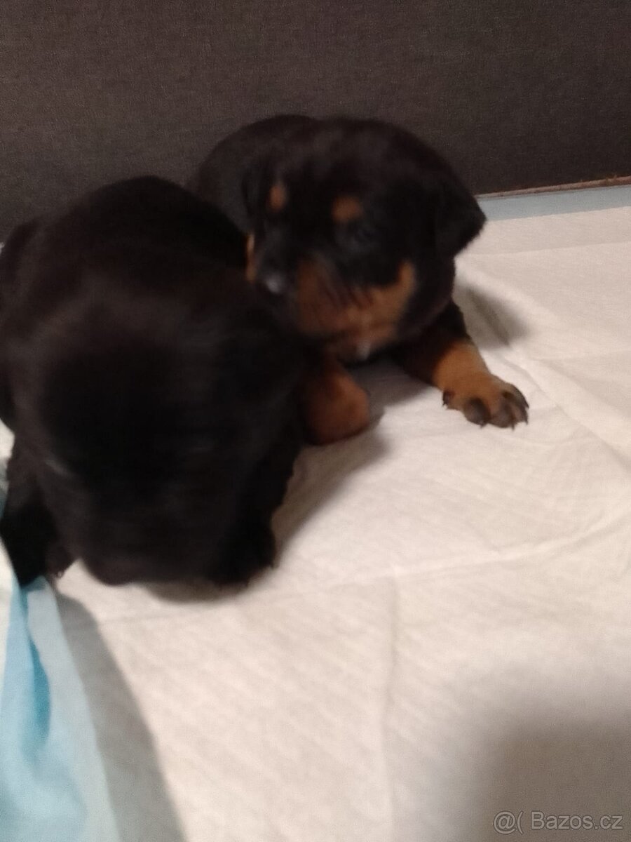 Štěňátka - 2