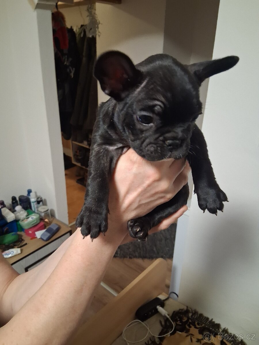 Francouzský buldoček - 2