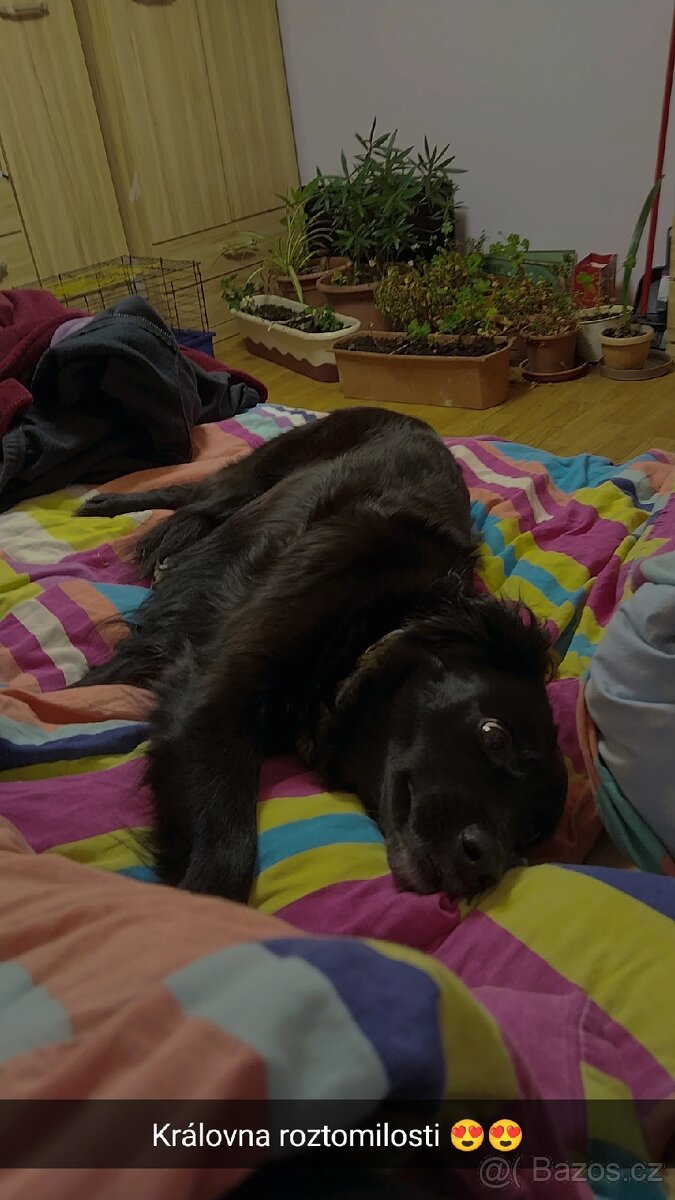 Hledáme psa na krytí - 2