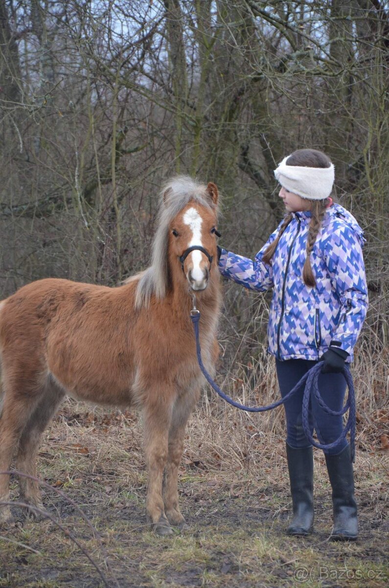Hrebecek Shetland - 2
