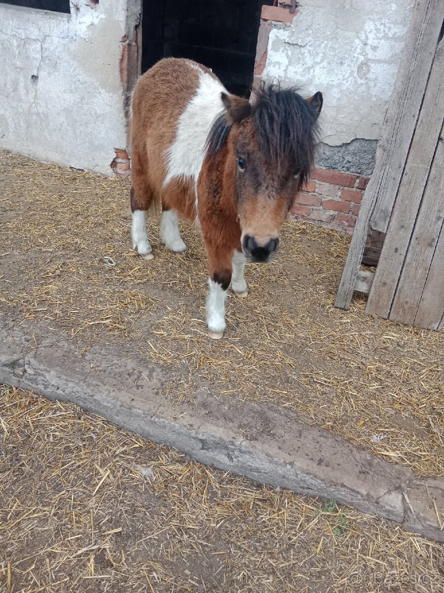 Minishetland hřebečci - 2