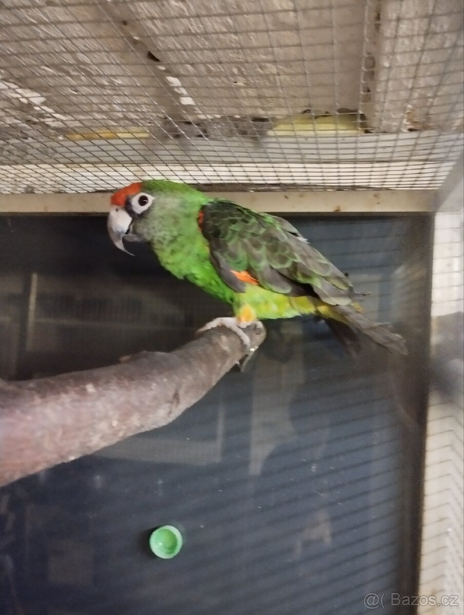 Papoušek - 2