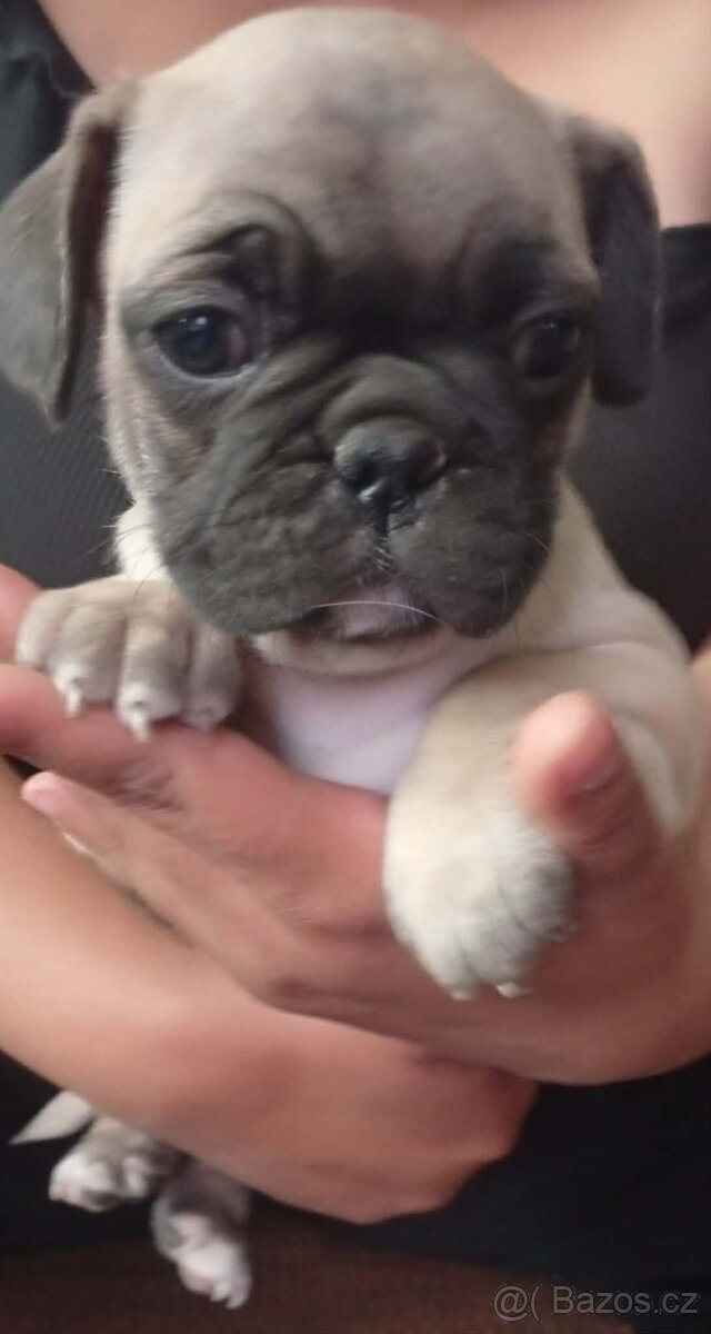 Šteniatka mopsika - 2