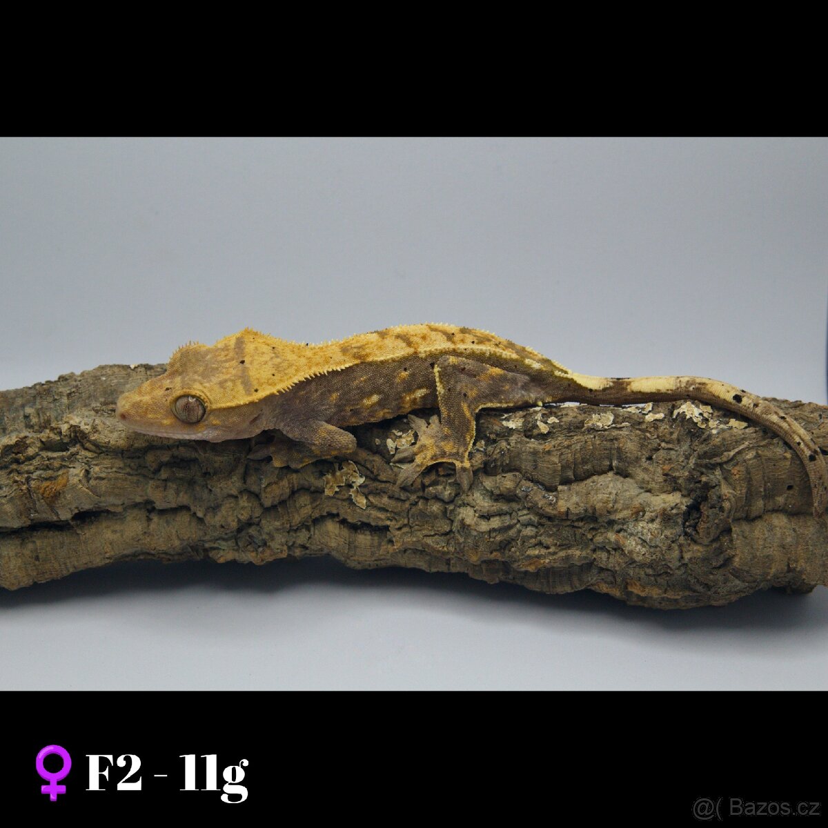 6.2 - C. Ciliatus - 2