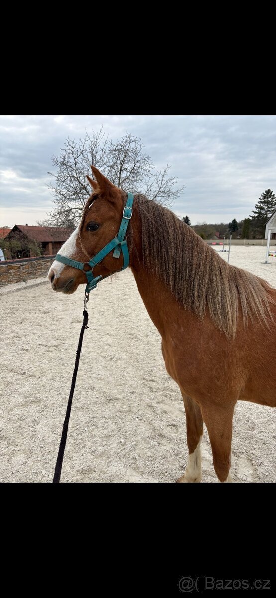Klisna Wels pony - 2