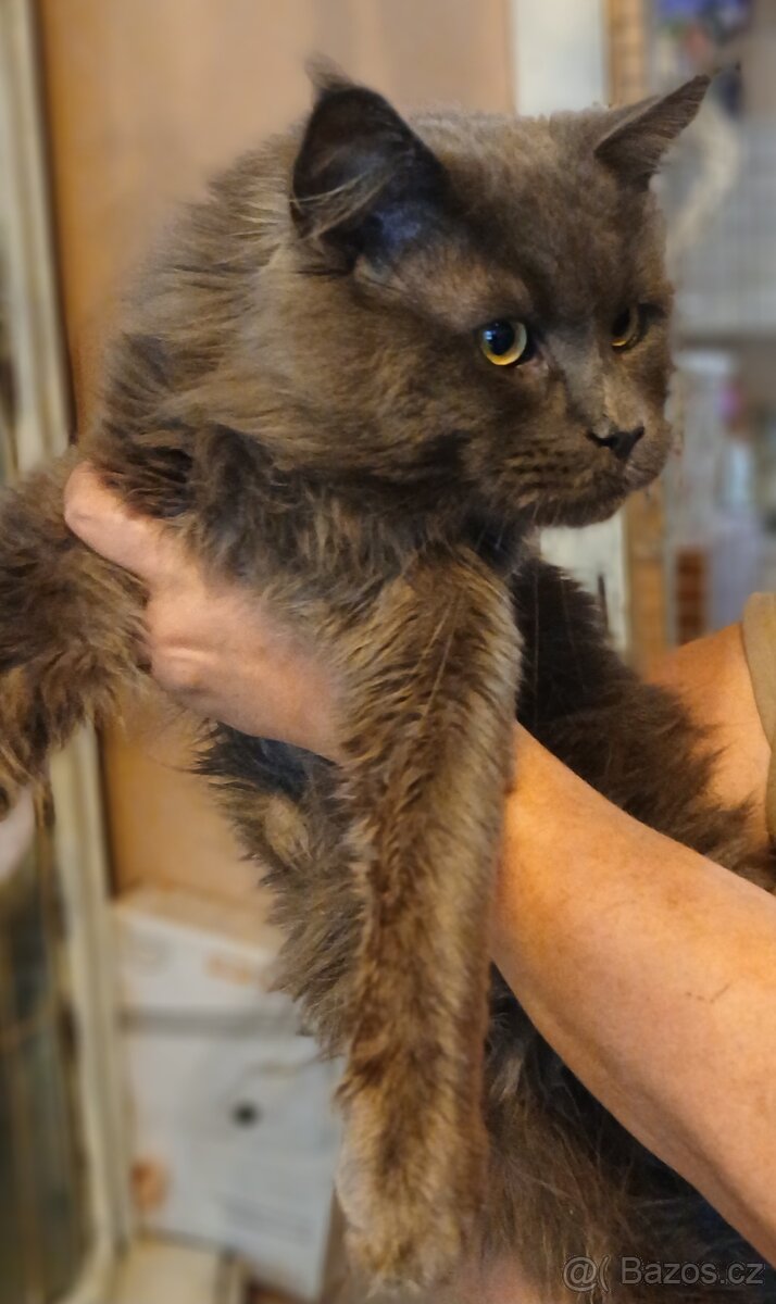 Mainsky mývalí kocour nabízí krytí - 2