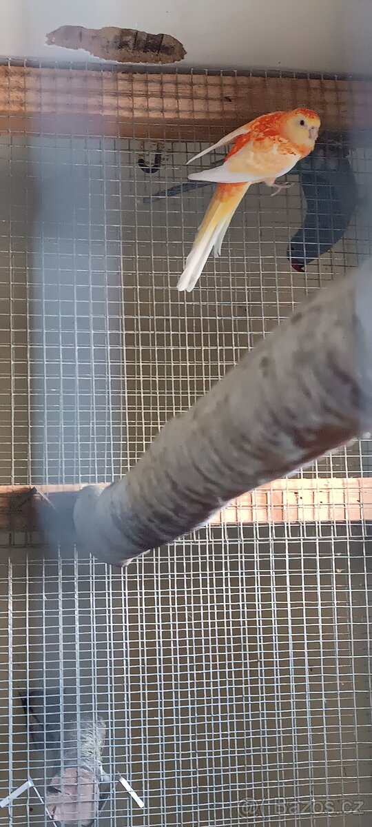 Papoušek zpěvavý - 2