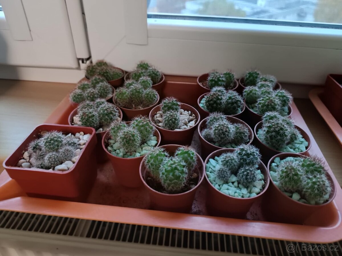 Sazeničky kaktusů mamilárie - 2