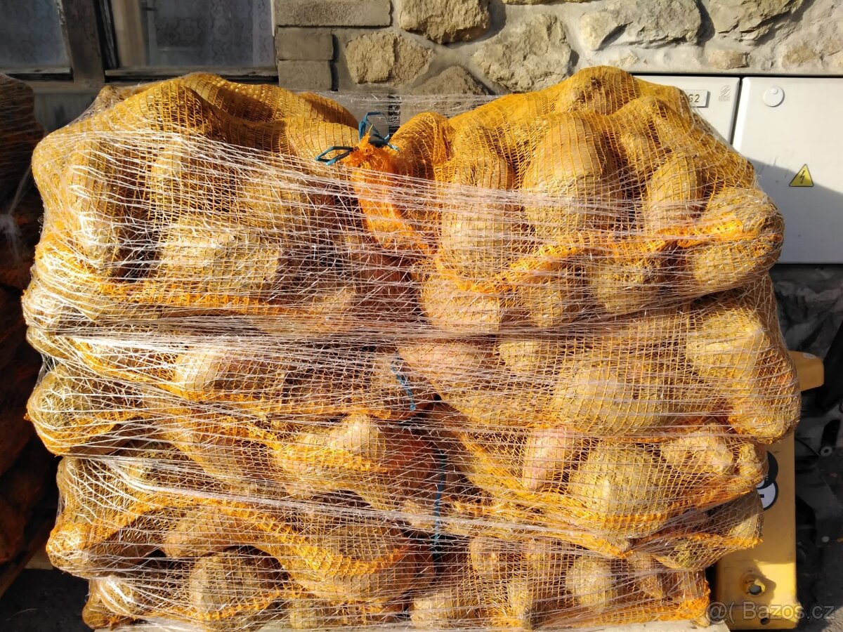 Krmná řepa Burina - 2