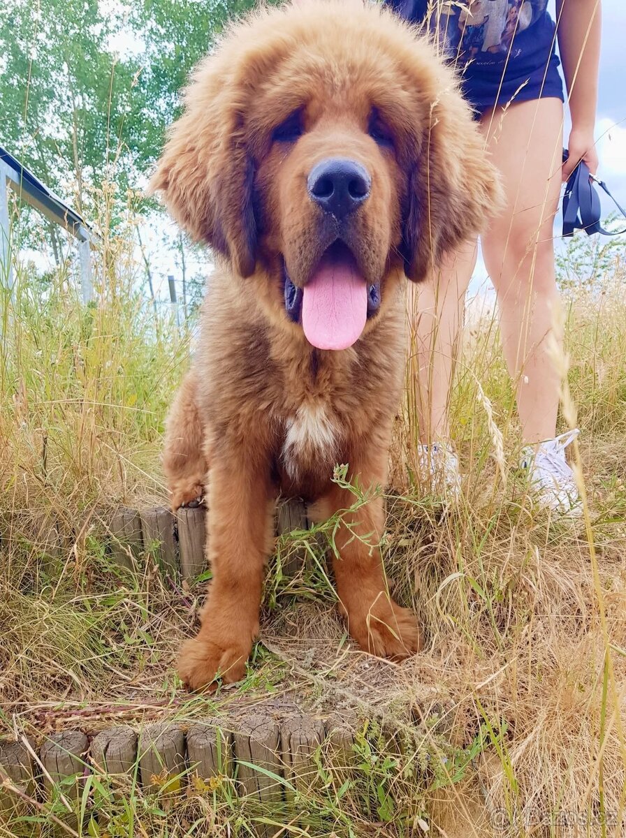 Tibetská doga štěňátka s PP (průkazem původu) - 2