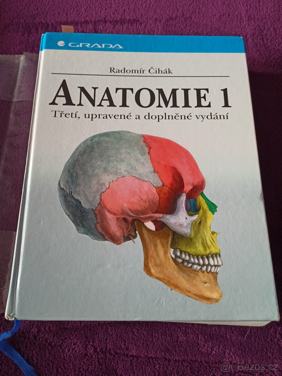Anatomie Čihák - 2