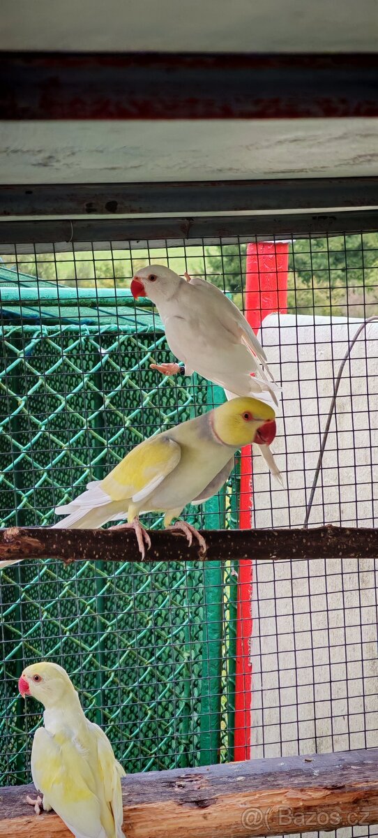 Alexandr malý, velký - 2