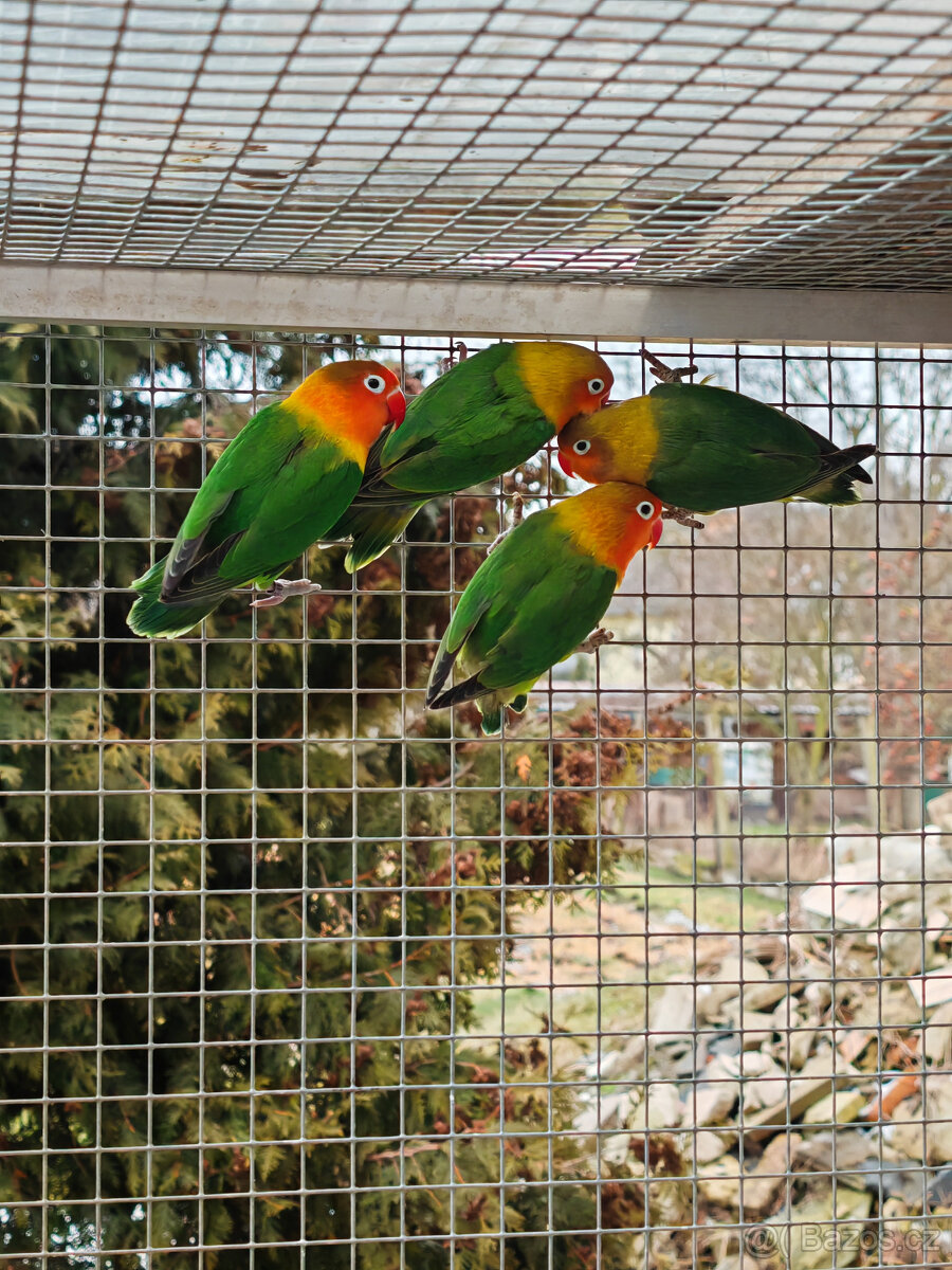 Agapornis fischerův 2025 - 2