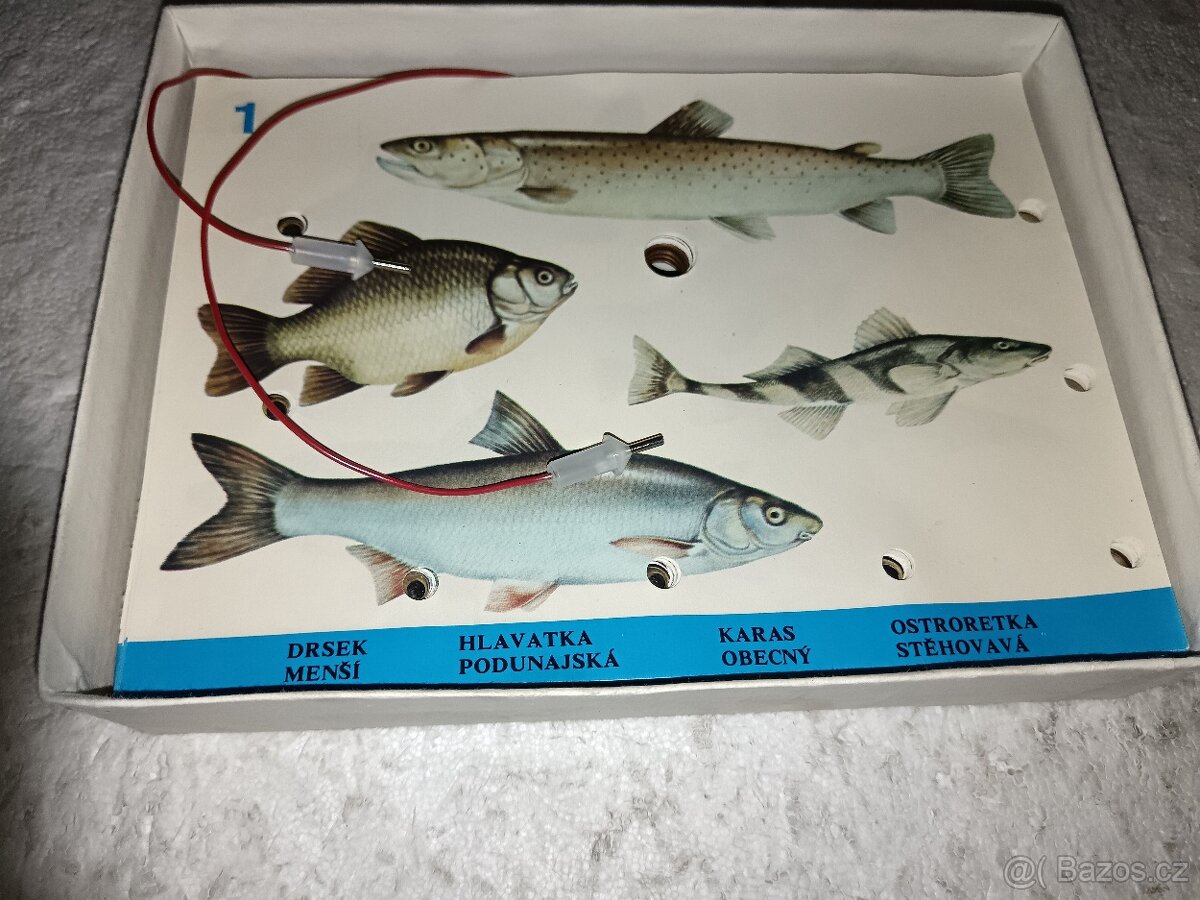 Testovací hra-Ryby - 2