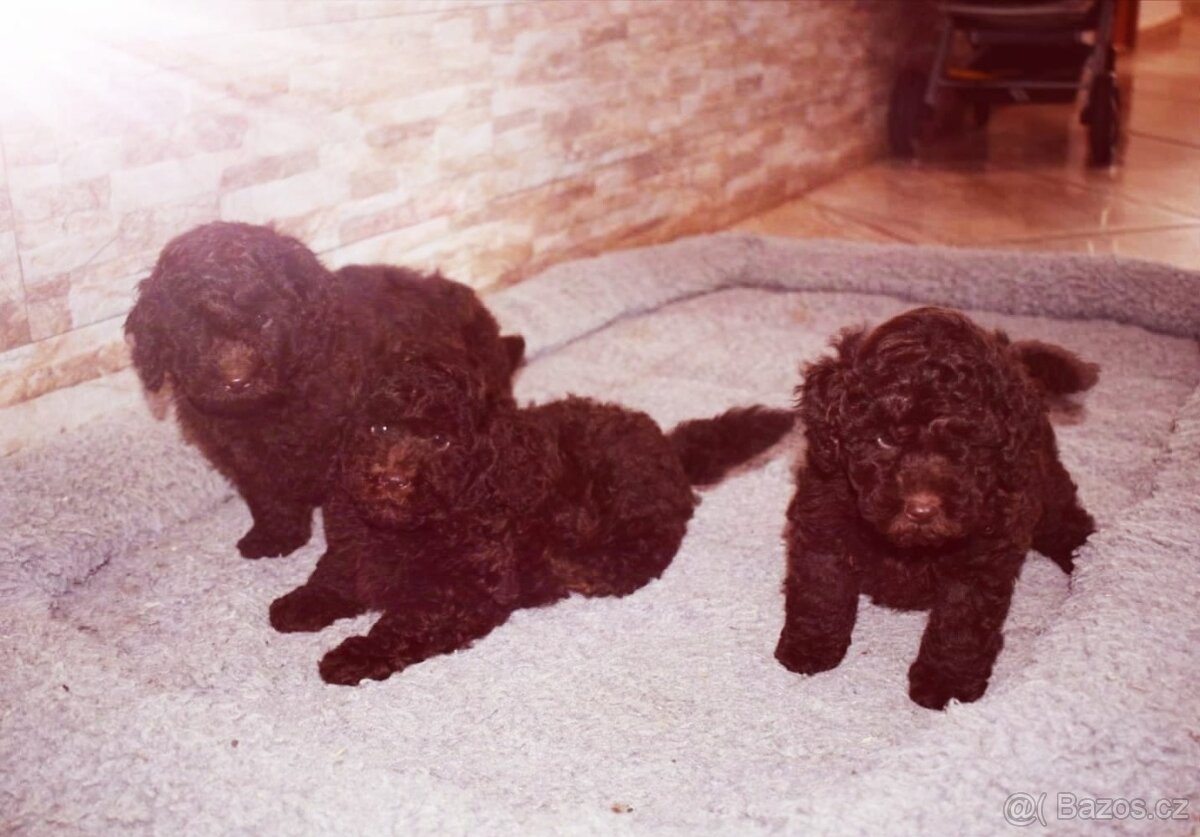 Pudl pudel trpasličí čoko s PP - 2