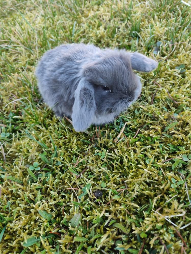 Zakrslý králíček beránek - 2