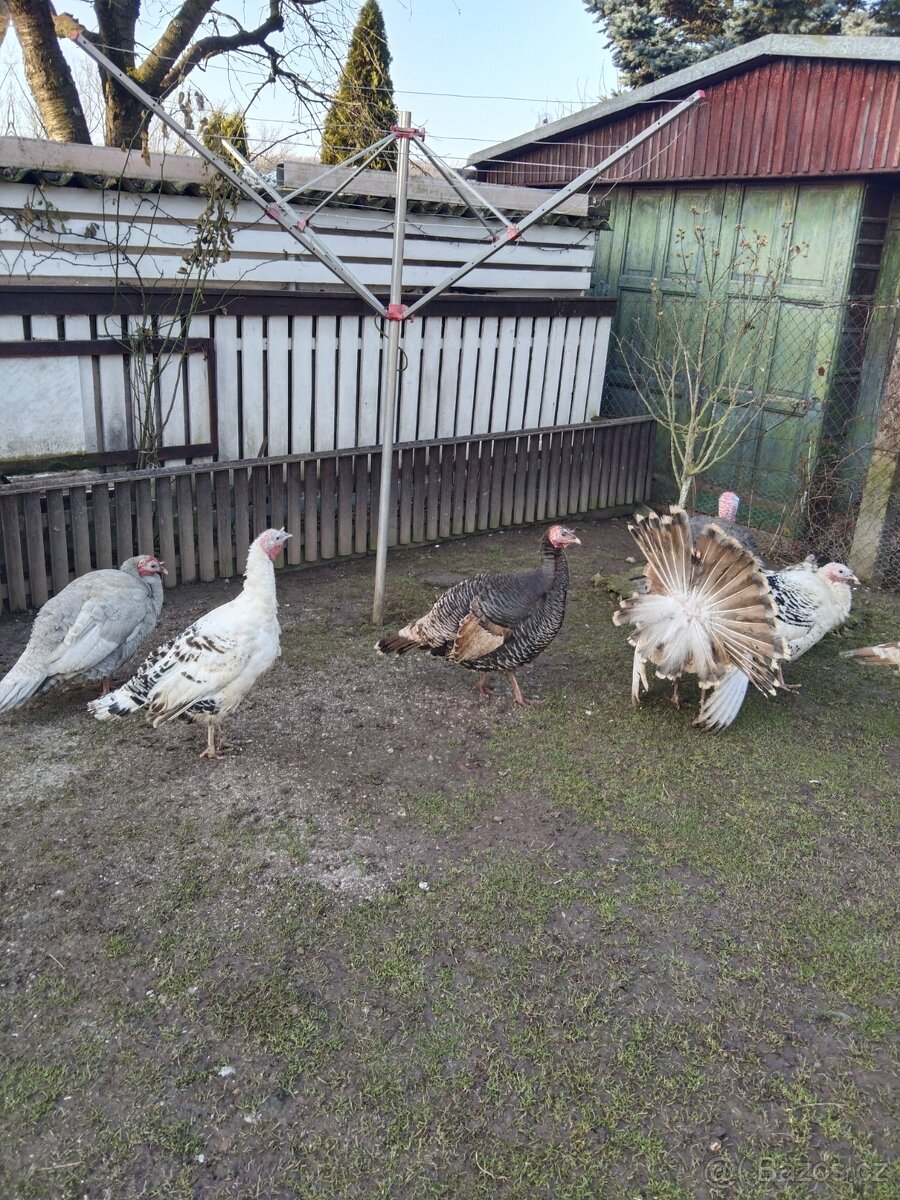 Násadbová vajíčka - 2