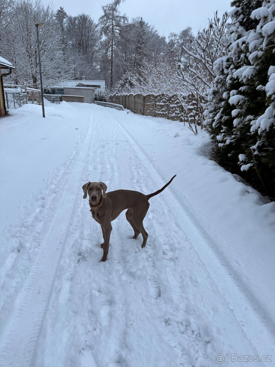 Výmarský ohař s PP - 2