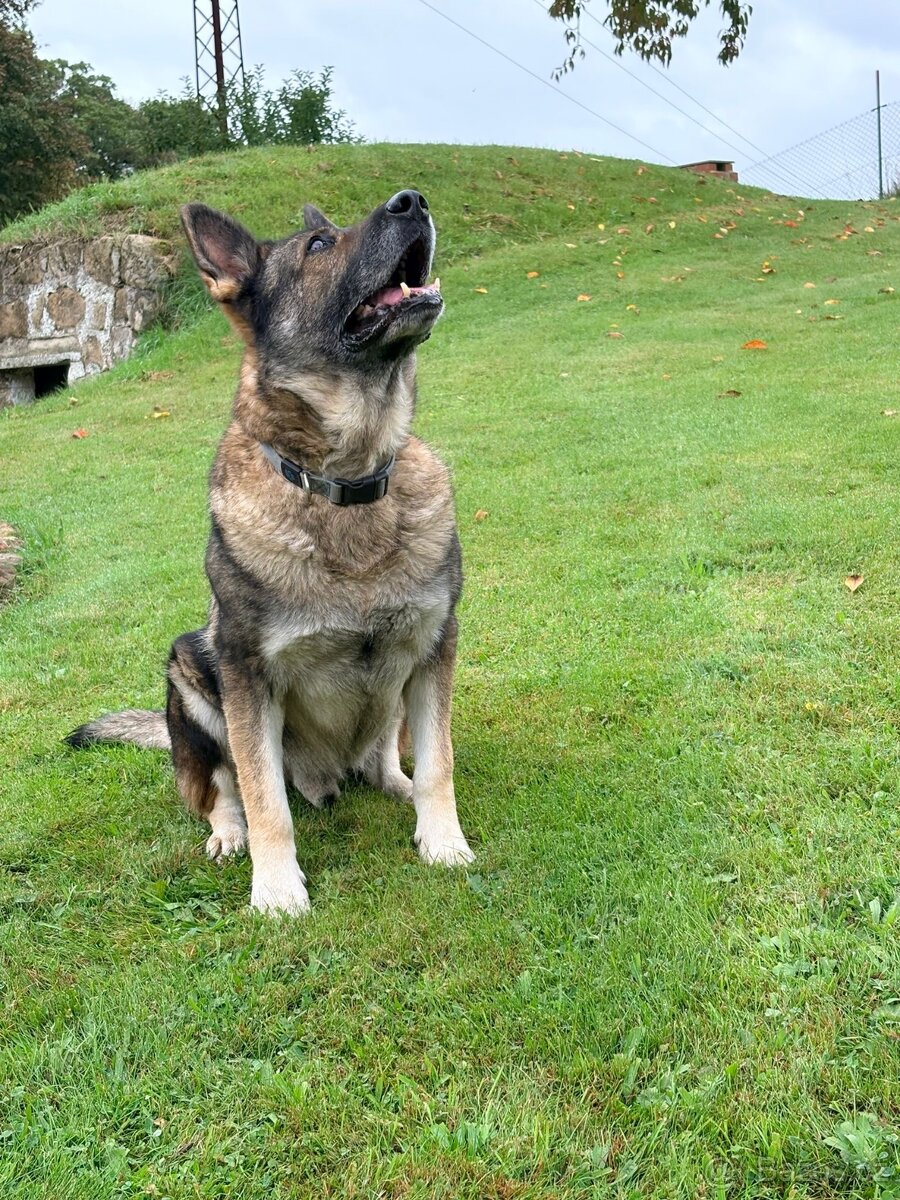 Německý ovčák - 2