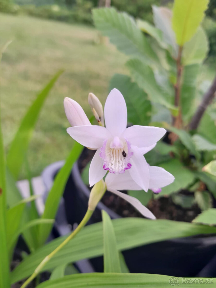 Zahradní orchidej - 2