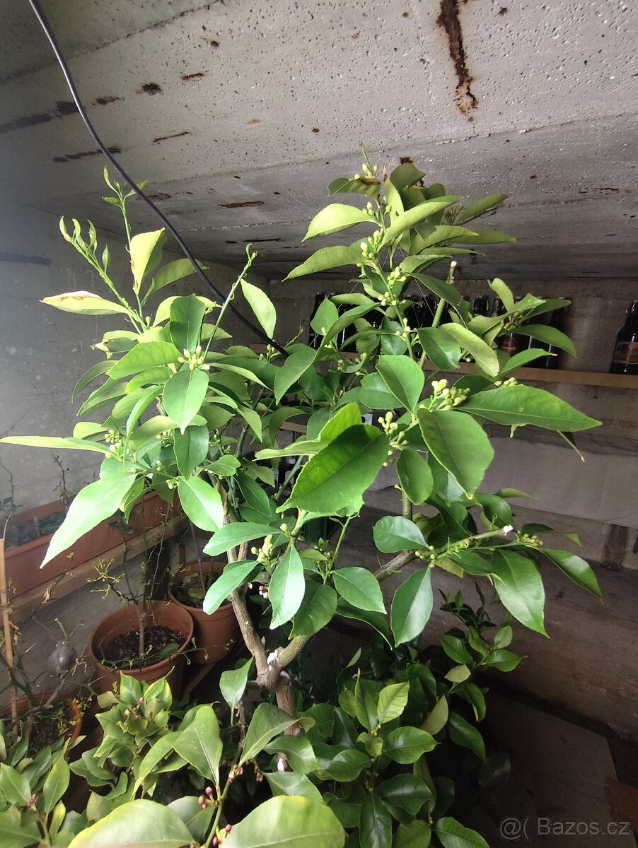 Citrus lemon - 2