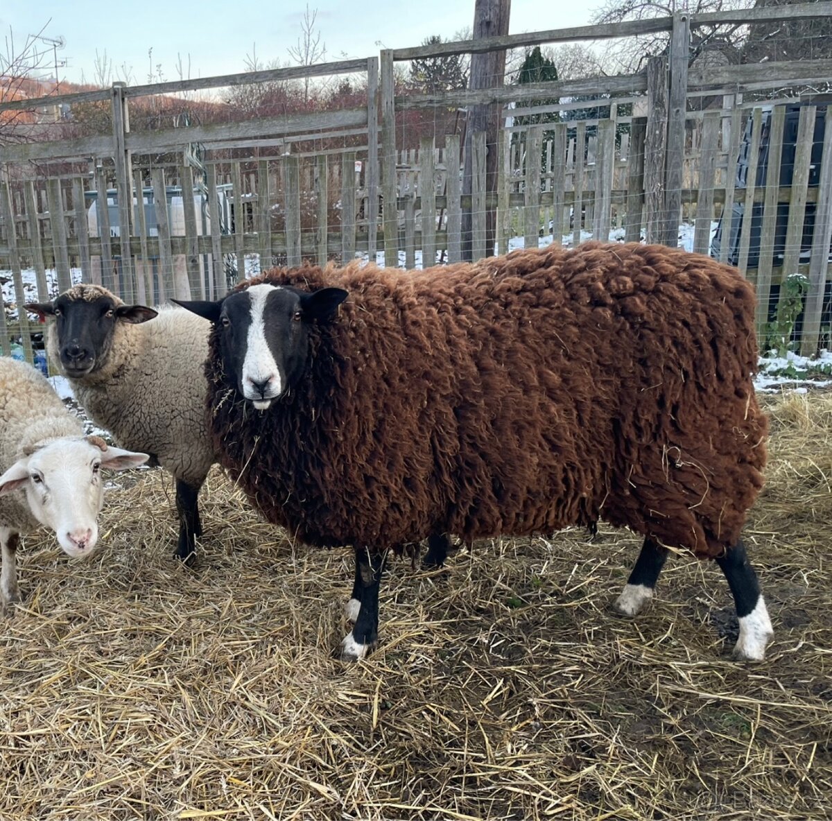 Zwartbles beran - 2