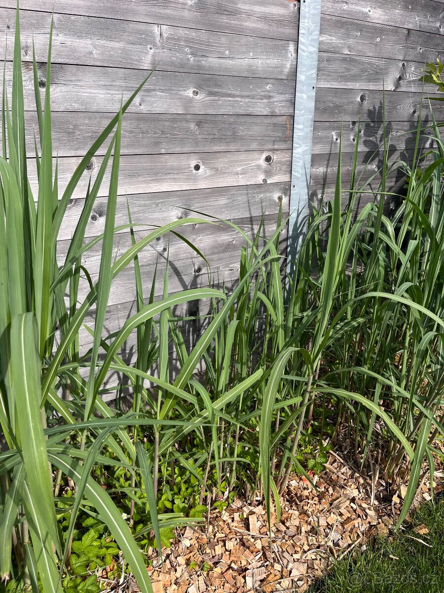 Miscanthus giganteus - vysoká tráva - 2