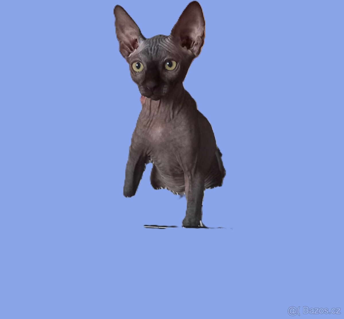 Kanadský Sphynx - 2