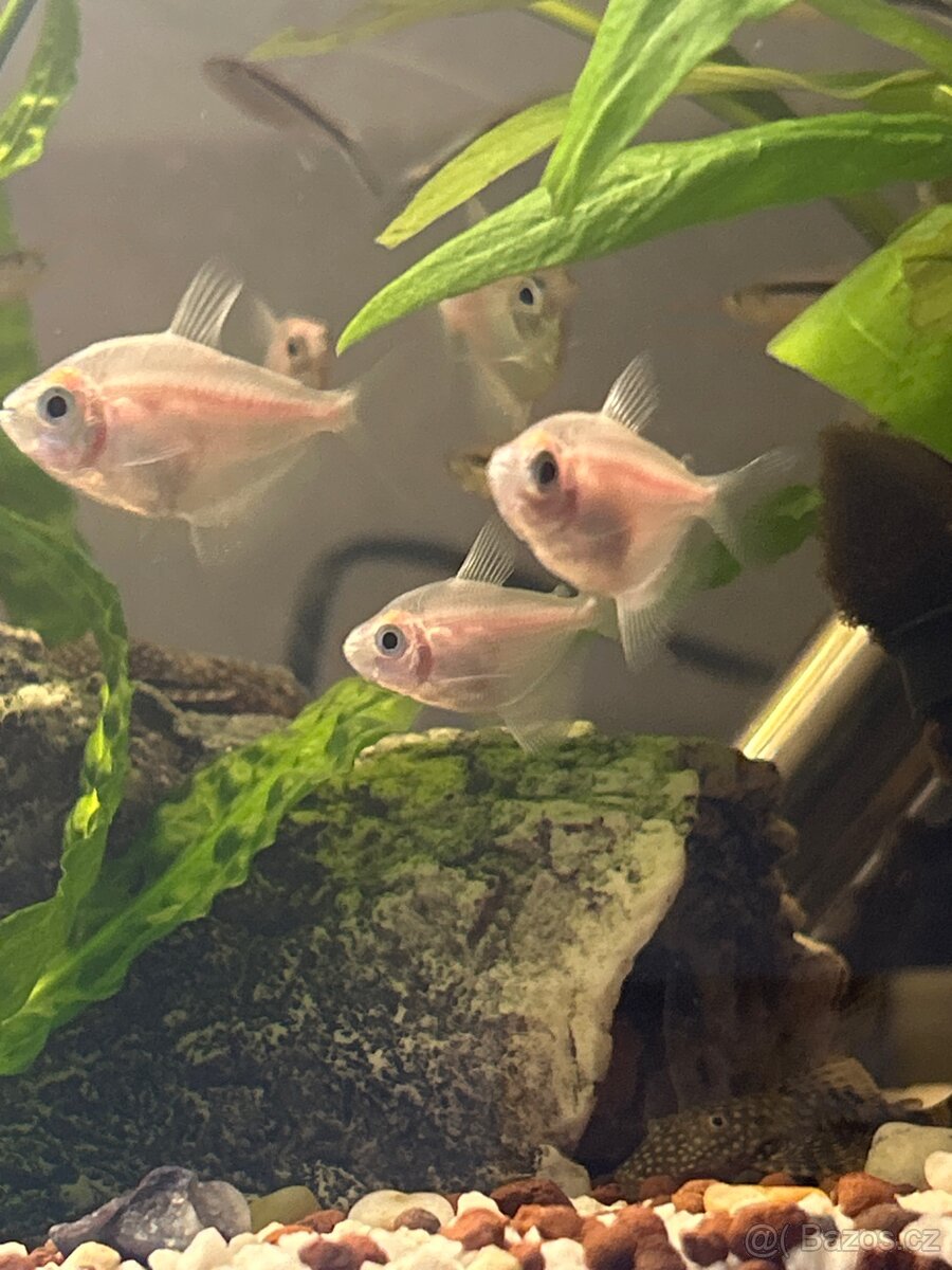 Domácí odchov Tetra černá gold - 2
