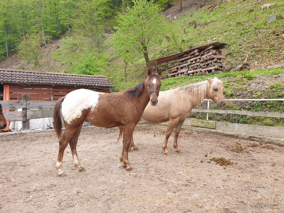 Appaloosa 2023 Keksik/valach/ - 2