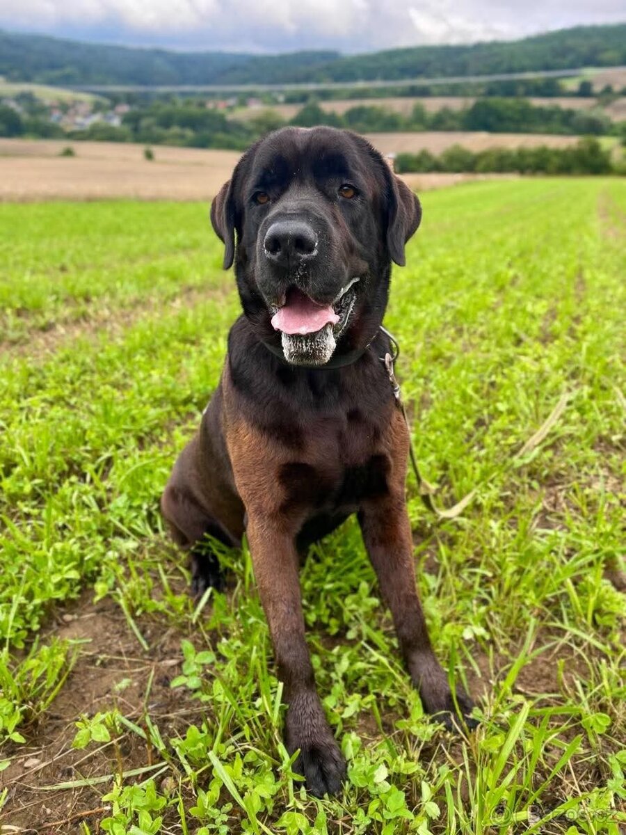 JACK - +- 50 kg, kastrovaný psík 6 let - 2