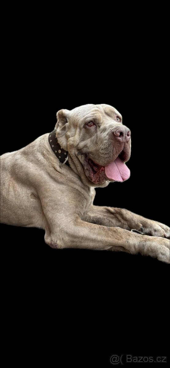Americky bandog - 2