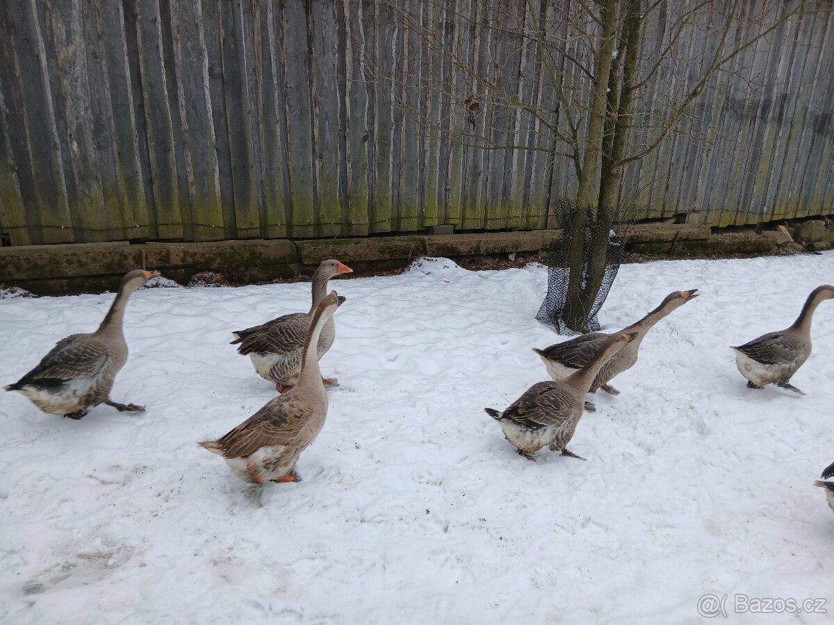 Prodám husy - 2