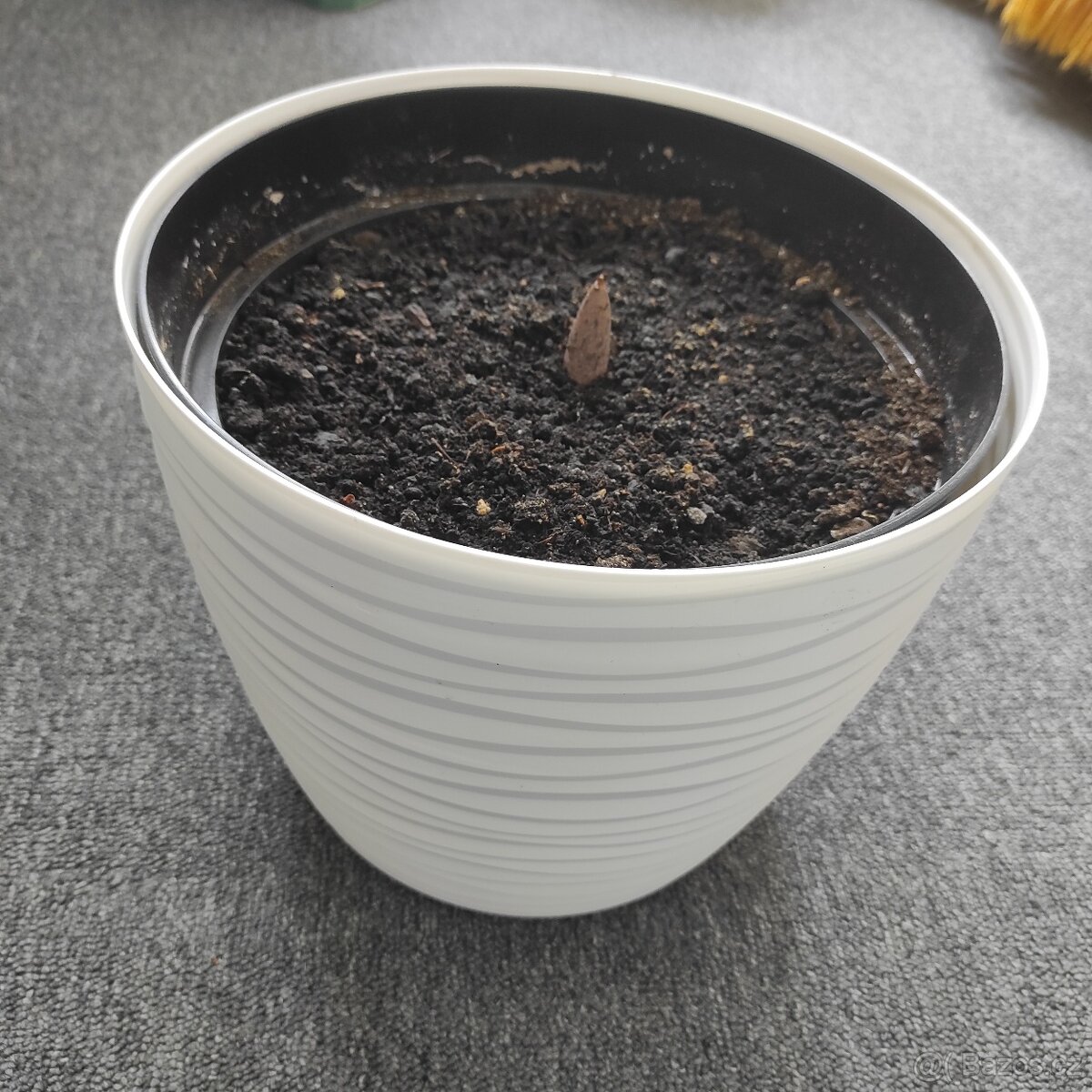 Zmijovec - velká hlíza - 2