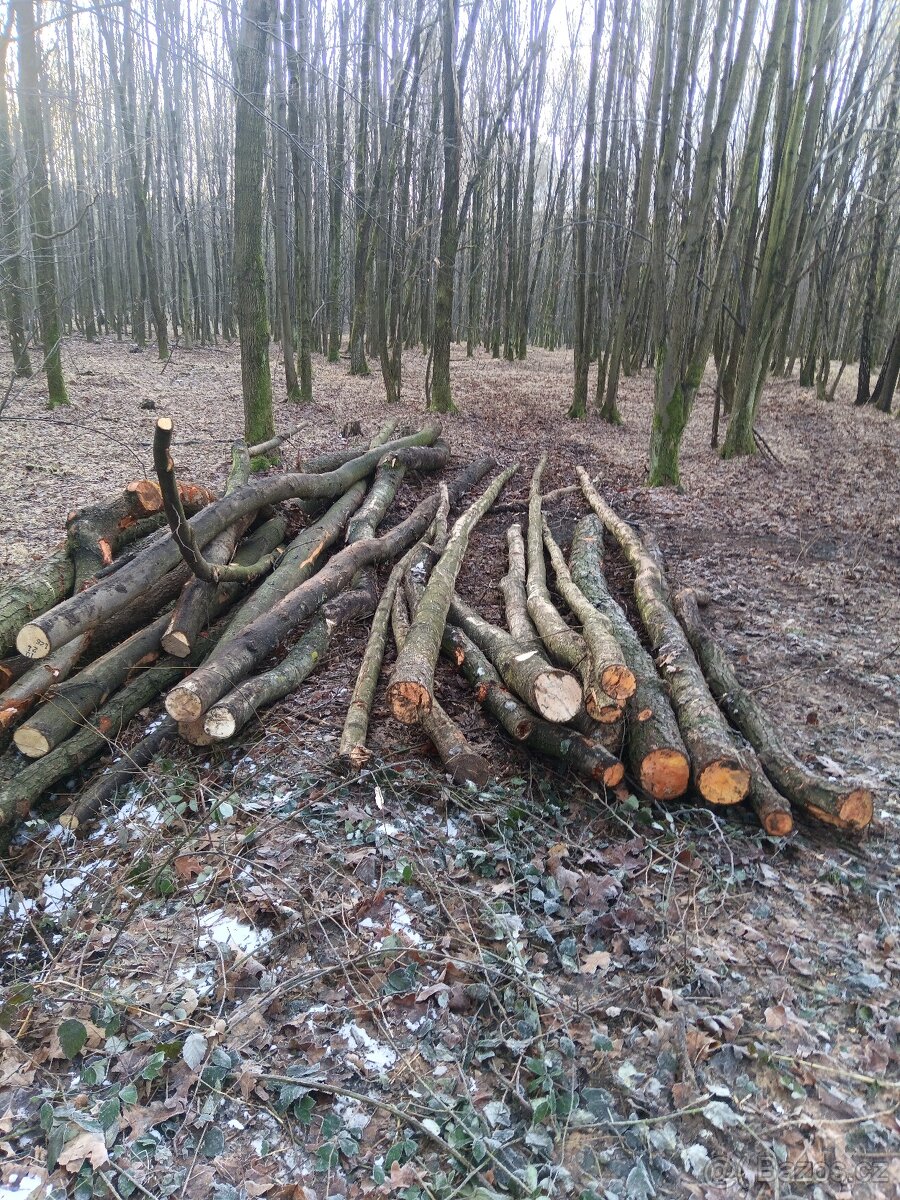 Palivové dříví v celých délkách - 2