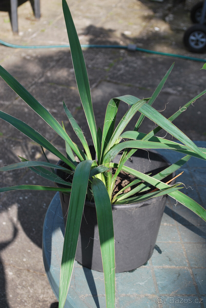 Prodám Juka vláknitá - Yucca filamentosa - 2
