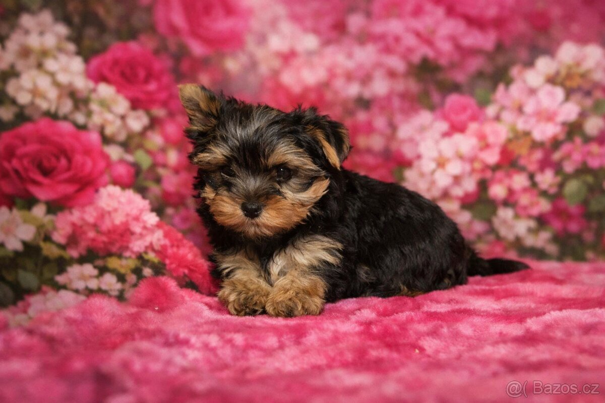 Jorkšírský teriér - 2