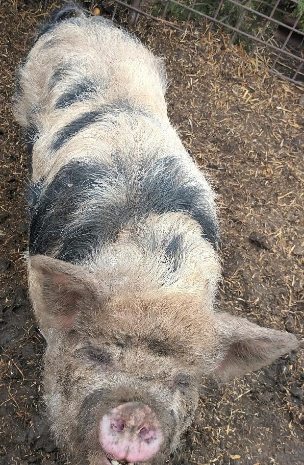 Svině k chovu - 2