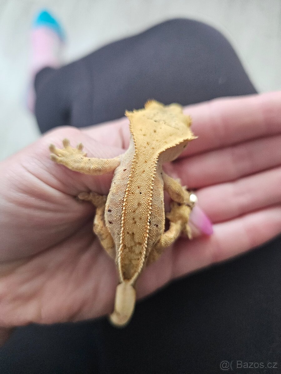 Pagekon řasnatý- samec - 2