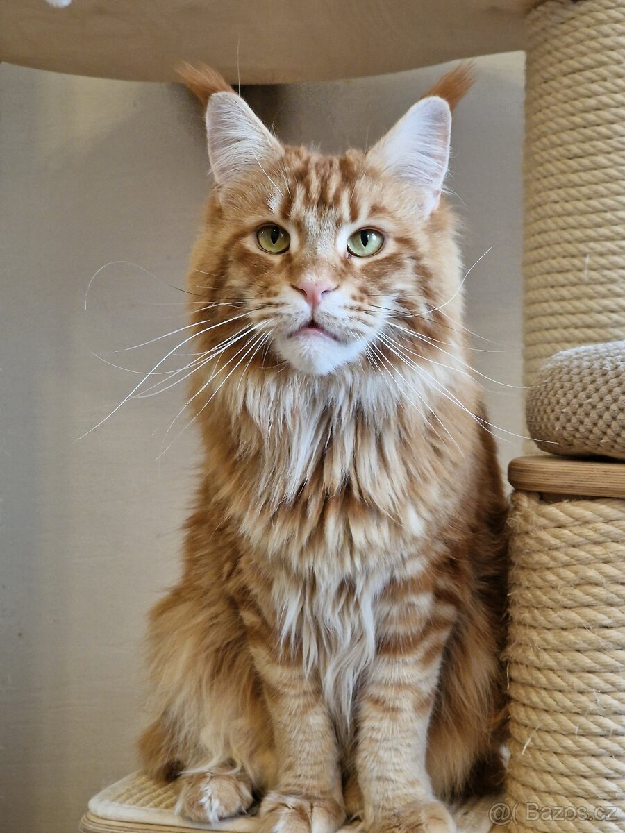 Gábinka - Mainská mývalí kočka s PP - 2