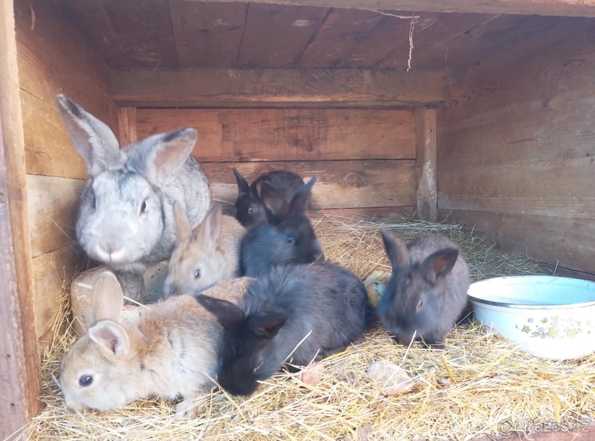 Králíčci, morčátka - 2