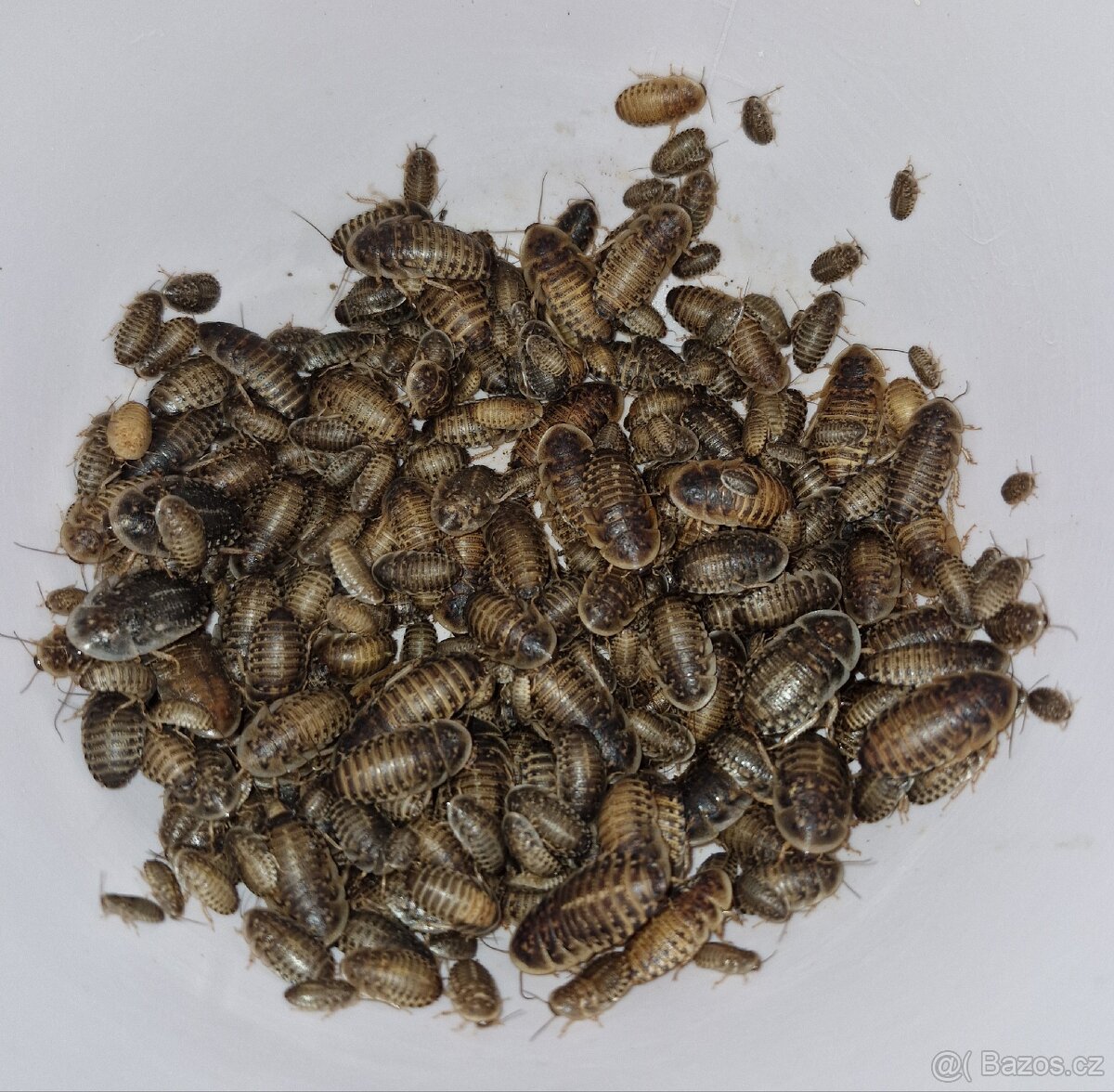 Šváb argentinský Blaptica Dubia - 2